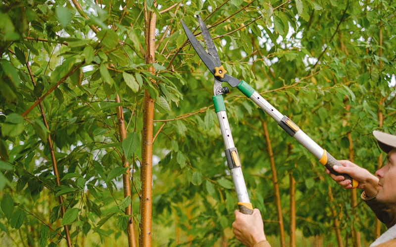 Tree trimming in Warbranch, KY
