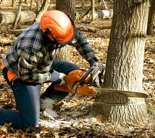 Tree Removal in Warbranch, KY